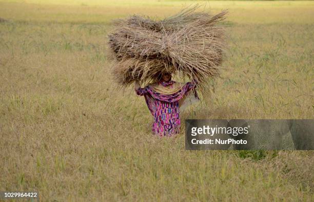 Kashmiri woman farmers carry lumps of grass during harvesting of rice, in the outskirts of Srinagar, the summer capital of Indian administered...