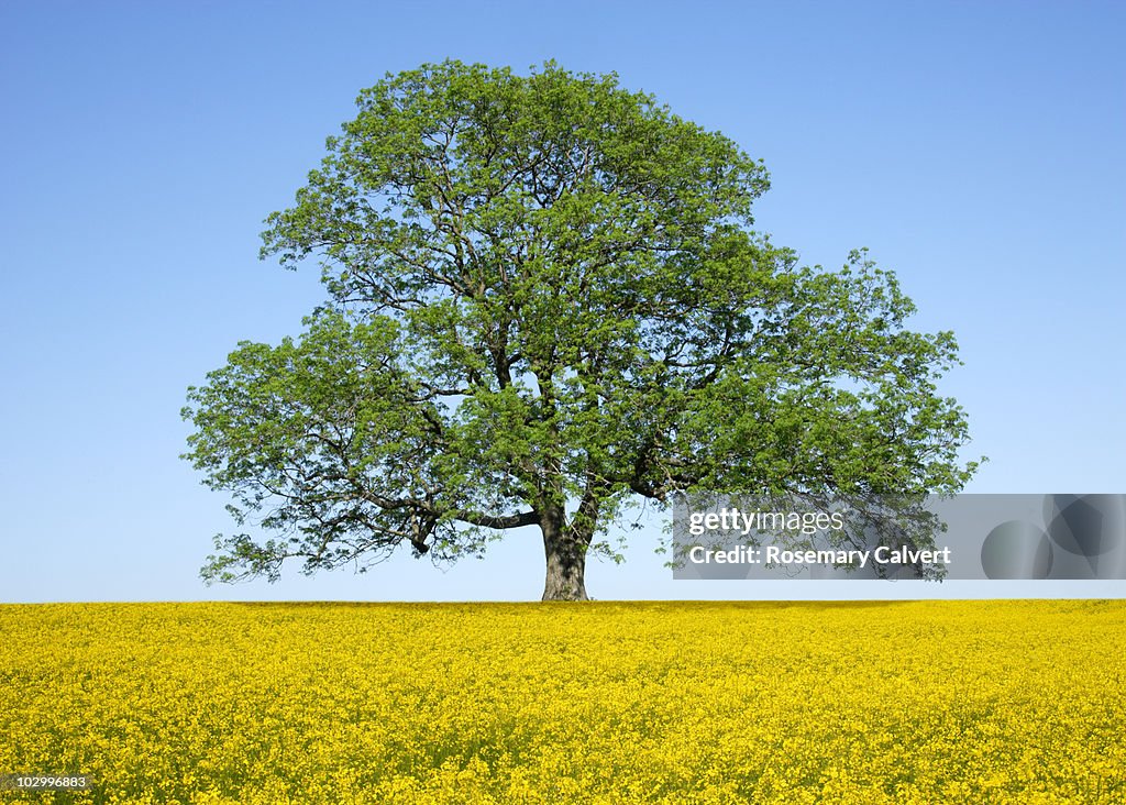 Ash tree in spring surrounded by oil seed rape.