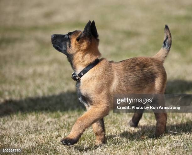 belgian malinois puppy - belgian malinois stock pictures, royalty-free photos & images