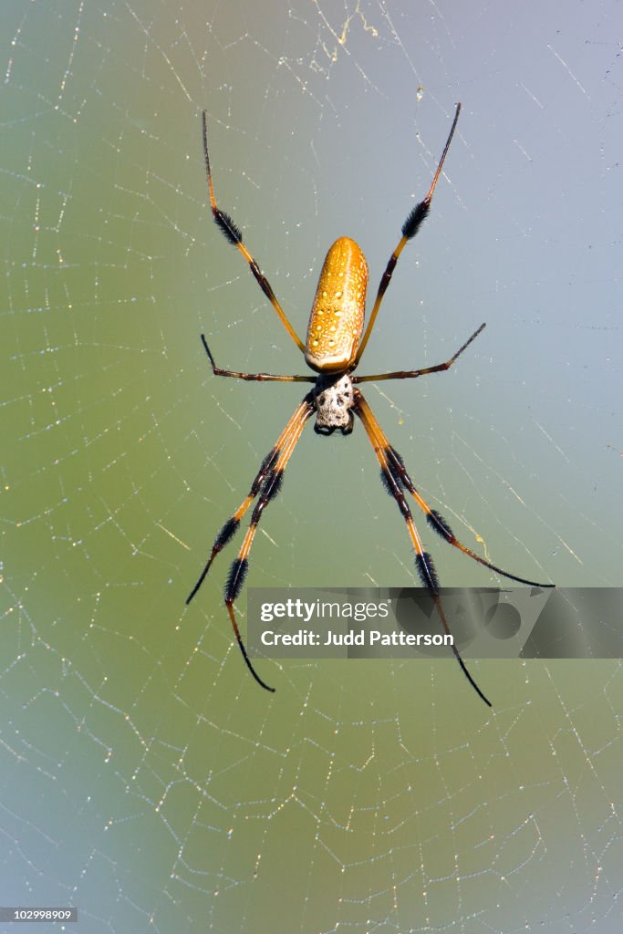 Banana Spider