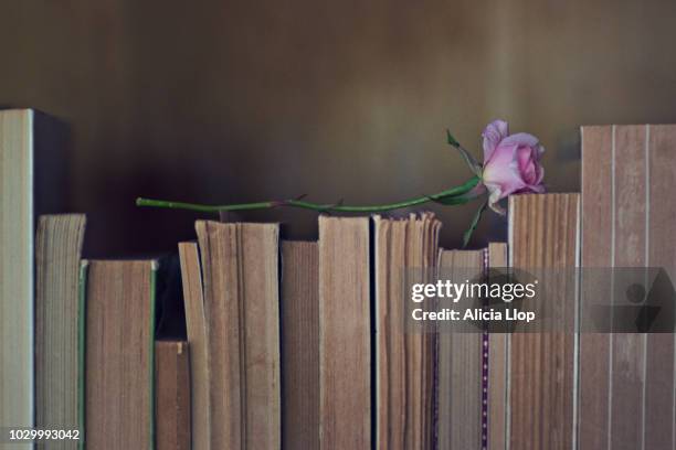 books and rose - literatura fotografías e imágenes de stock