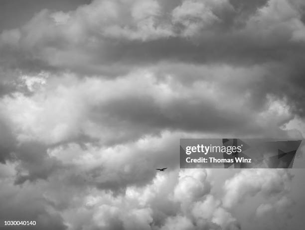 hawk hovering in the sky - symbolism 個照片及圖片檔