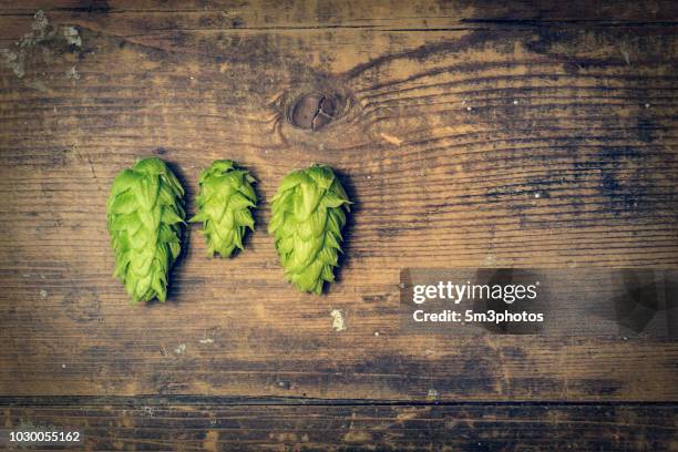 fresh organic hops with copy space - altbier stock-fotos und bilder
