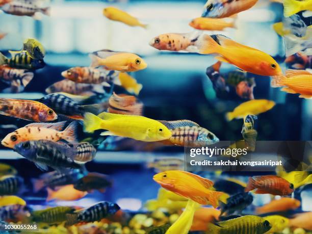 close-up at colorful tropical fish in tank aquarium, thailand - cisterna imagens e fotografias de stock