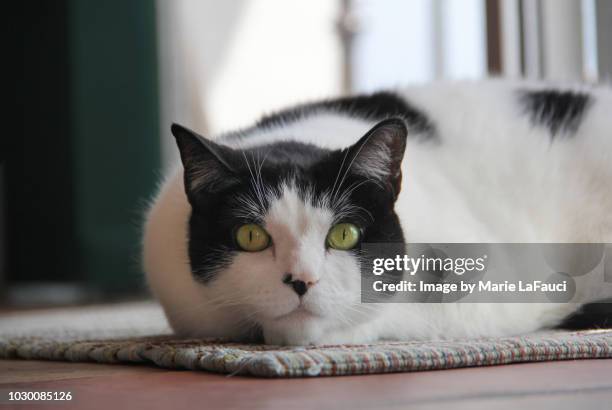 close-up of serious cat staring directly at camera - crouching cat stock-fotos und bilder