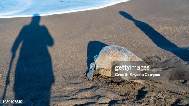shadow of people next to olive ridley sea turtle, costa rica - laying egg stock pictures, royalty-free photos & images