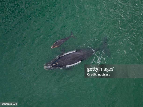 southern right whale and her calf - southern right whale stock pictures, royalty-free photos & images