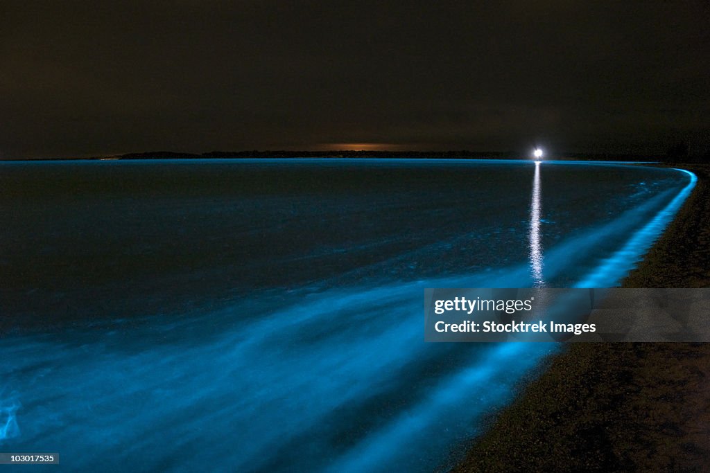 Bioluminescence in waves in the Gippsland Lakes, Victoria, Australia.