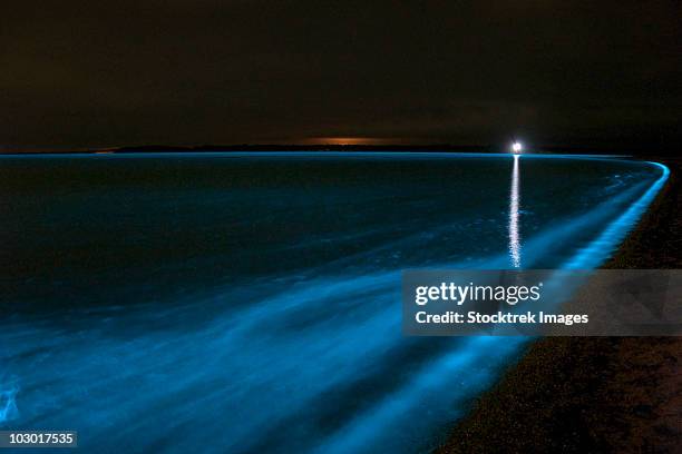bioluminescence in waves in the gippsland lakes, victoria, australia. - bioluminescência imagens e fotografias de stock