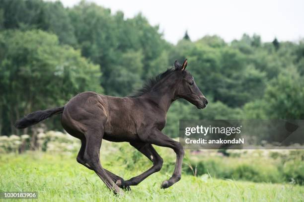 running speedily black foal of sportive breed in meadow at freedom - foal stock pictures, royalty-free photos & images