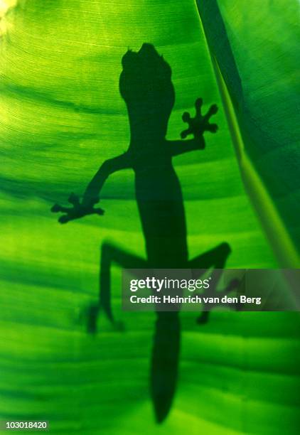 silhouette of a satanic leaf tailed gecko (uroplatus phantasticus) madagascar, africa - uroplatus phantasticus ストックフォトと画像