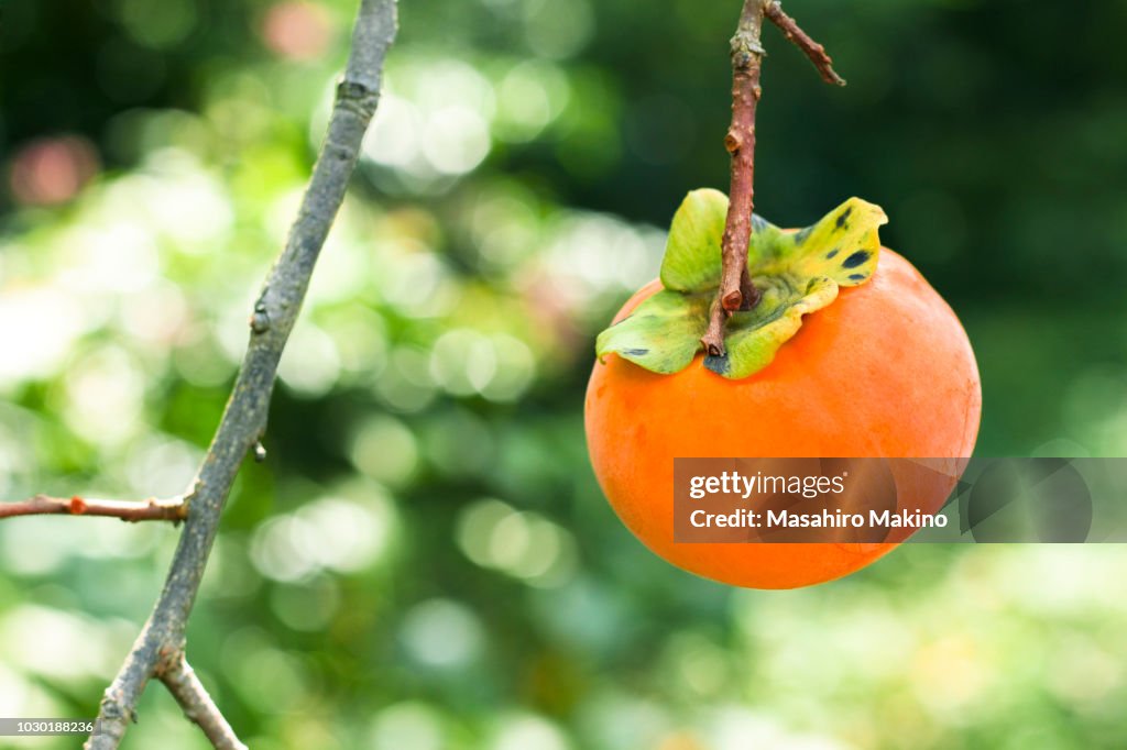 Persimmon Fruit