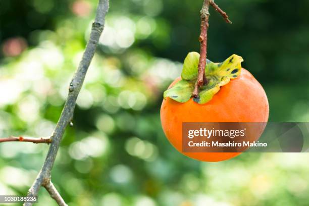 persimmon fruit - caqui fruta tropical - fotografias e filmes do acervo