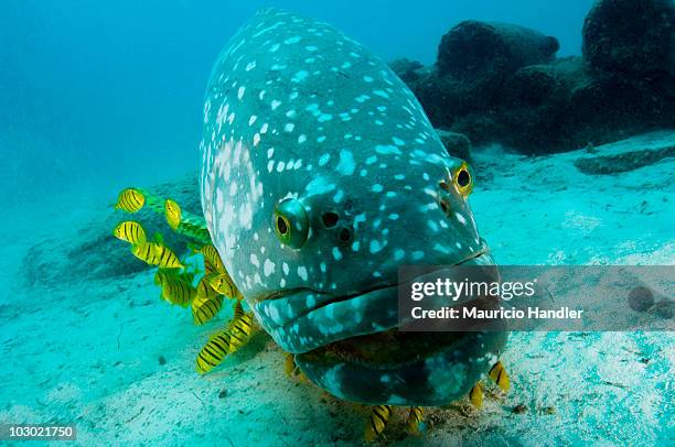 a giant grouper, epinephelus lanceolatus, with golden trevally jacks. - epinephelus lanceolatus stock pictures, royalty-free photos & images
