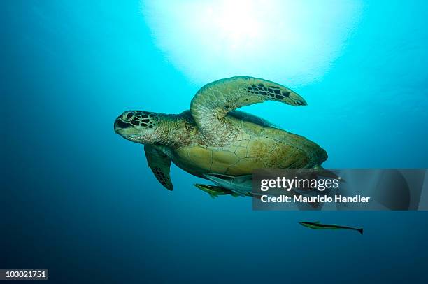 a green turtle, chelonia mydas, and sharksuckers, echeneis naucrates. - echeneis remora stock pictures, royalty-free photos & images