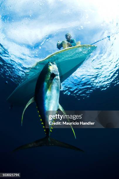 bajau fisherman landing a 150 lb yellow-fin tuna on a fad-fish aggregation device. - yellowfin tuna stock pictures, royalty-free photos & images