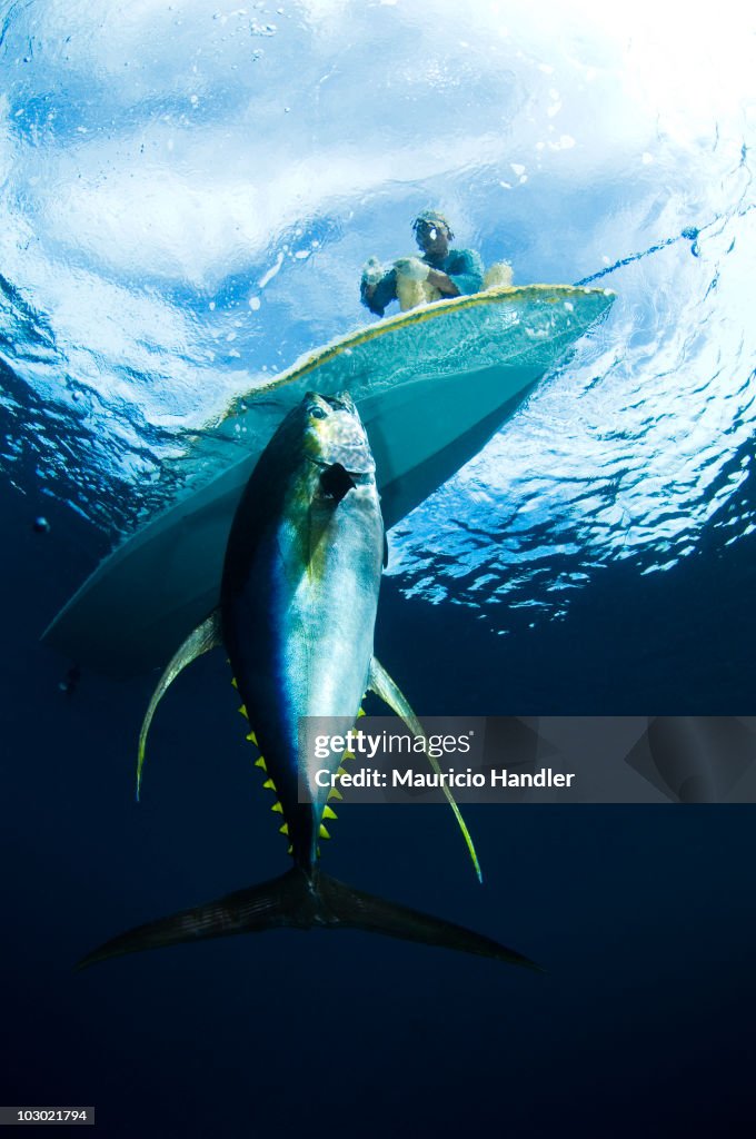 Bajau fisherman landing a 150 lb yellow-fin tuna on a FAD-Fish Aggregation Device.