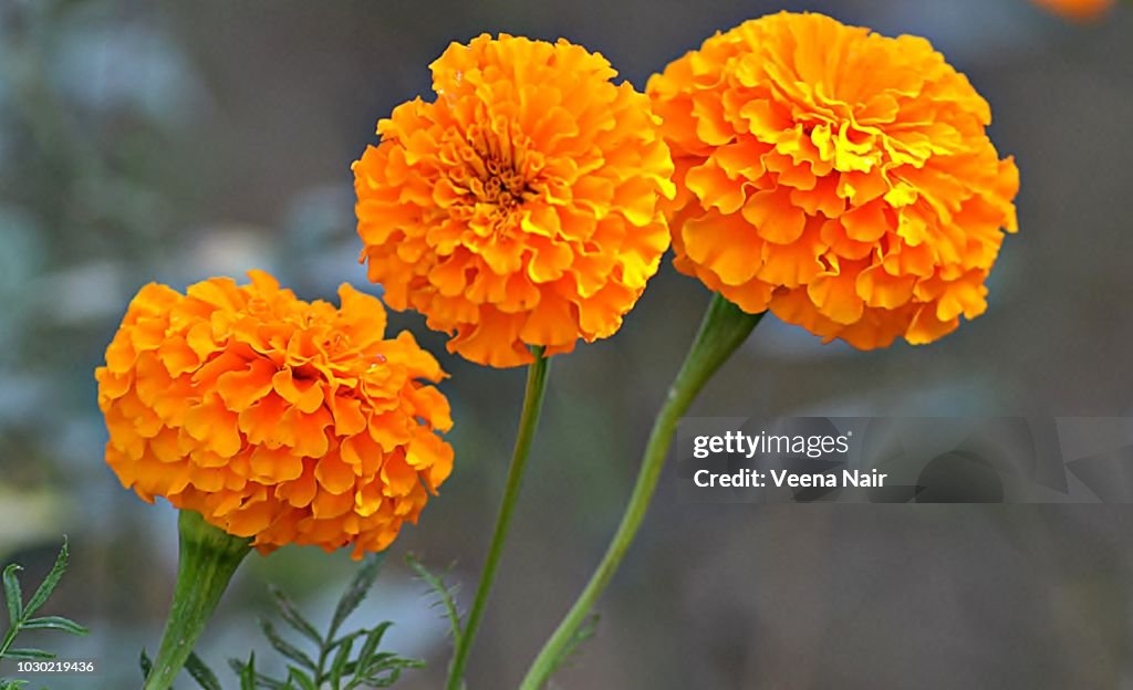 Close-up of Marigold flowers in the garden