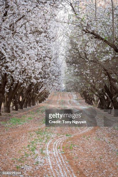 beautiful almond blossom in australia. - almond orchard stock pictures, royalty-free photos & images