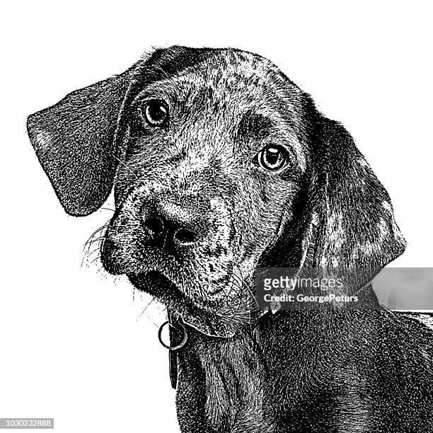 catahoula leopard dog puppy in animal shelter - pen and ink stock illustrations