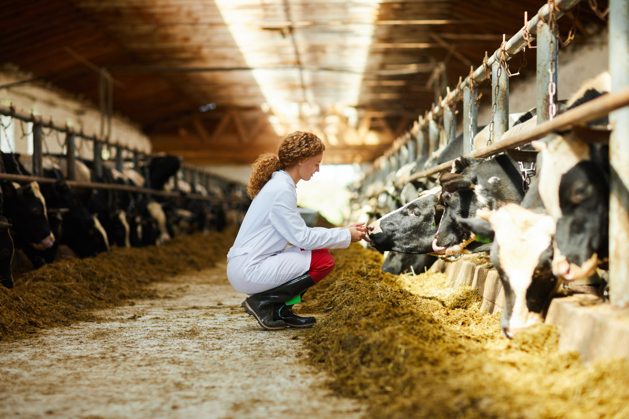 Young Woman Caring for Cows Young Woman Caring for Cows
