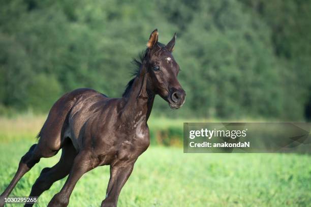 running speedily black foal of sportive breed in meadow at freedom - gallop animal gait stock pictures, royalty-free photos & images
