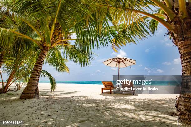 palm trees on the beautiful sunset background. tropical vacation background concept. moody sky - exotismo - fotografias e filmes do acervo