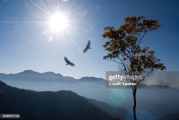 eagles playing in morning mist - 鷹 鳥 個照片及圖片檔