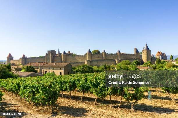 row vine grape in champagne vineyards at carcassonne background - cultura francese foto e immagini stock