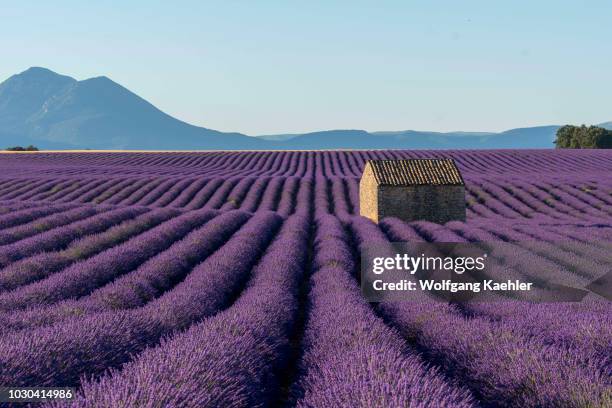 Small stone hut in a lavender field on the Valensole plateau near Digne-les-Bains and the Verdon gorges in the Alpes-de-Haute-Provence region in...