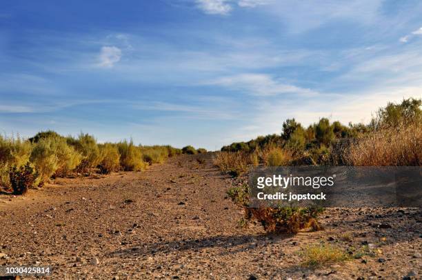 la pampa desert in argentina - província de la pampa - fotografias e filmes do acervo