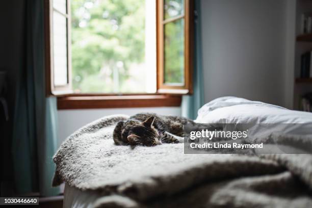 tabby cat on a bed - tulips cat stock-fotos und bilder
