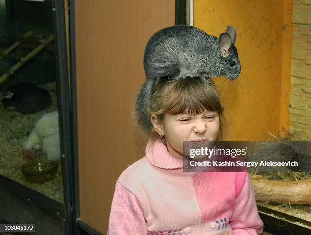 a little girl  and  chinchilla. - chinchilla stock-fotos und bilder