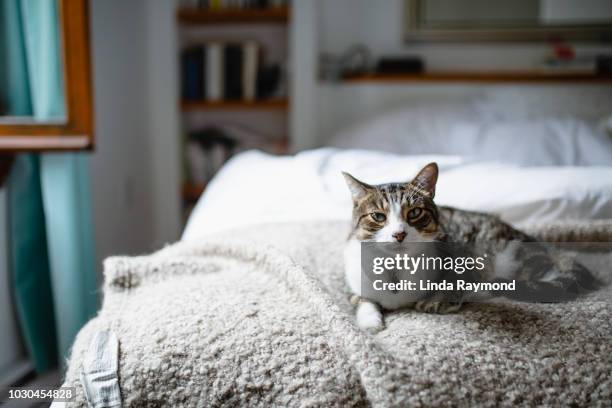 tabby cat on a bed - tulips cat stock-fotos und bilder