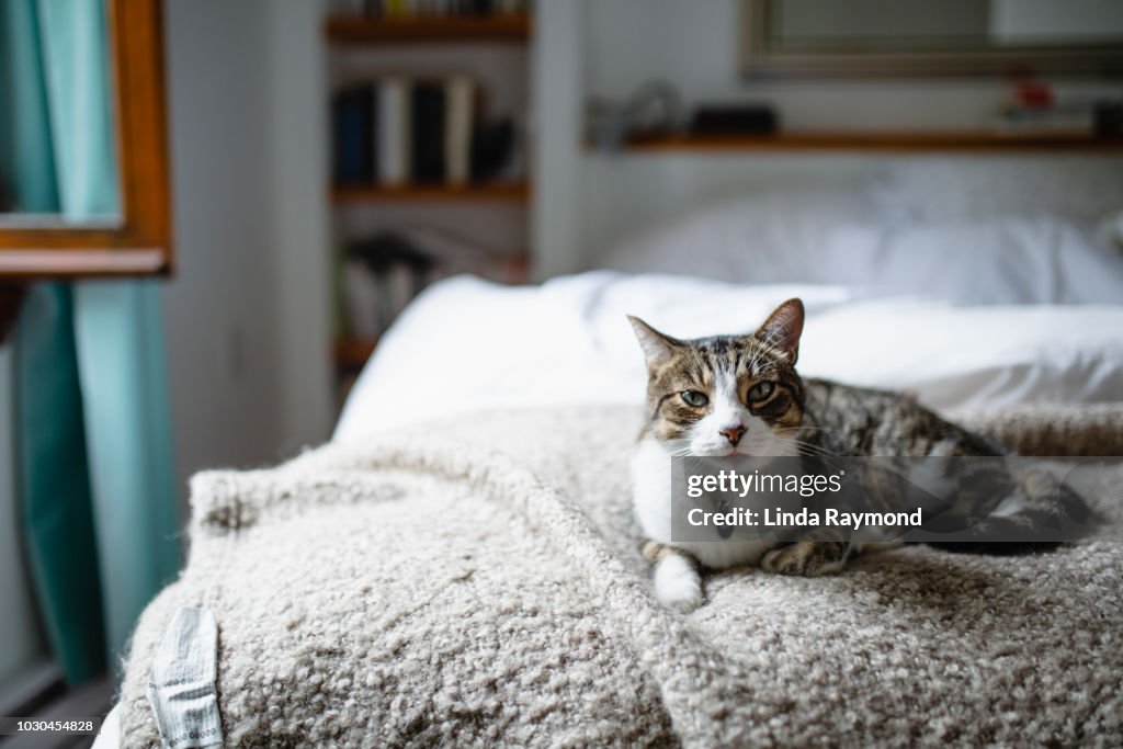 Tabby cat on a bed