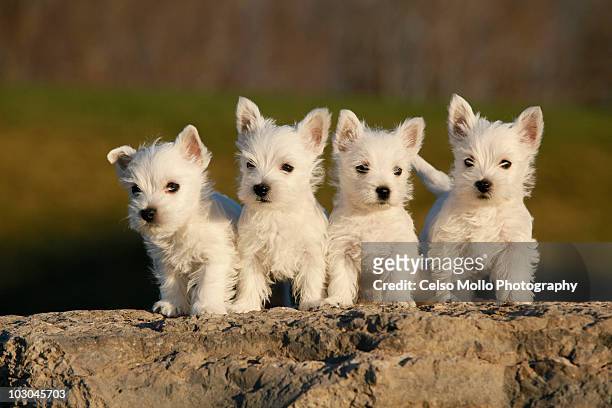 westies on the rock - dogs in a row stock pictures, royalty-free photos & images