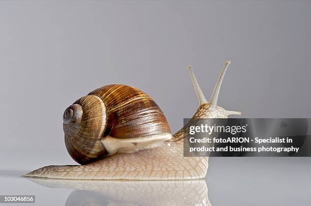 roman snail - helix pomatia stock pictures, royalty-free photos & images