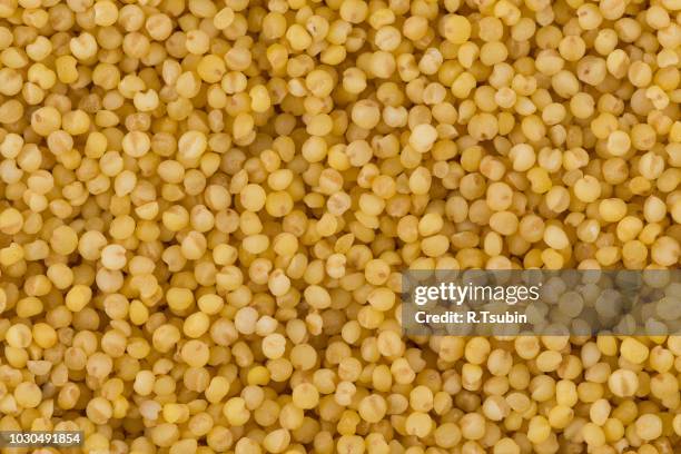 dry millet closeup - sorghum fotografías e imágenes de stock