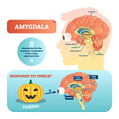 Amygdala medical labeled vector illustration and scheme with response to threat.