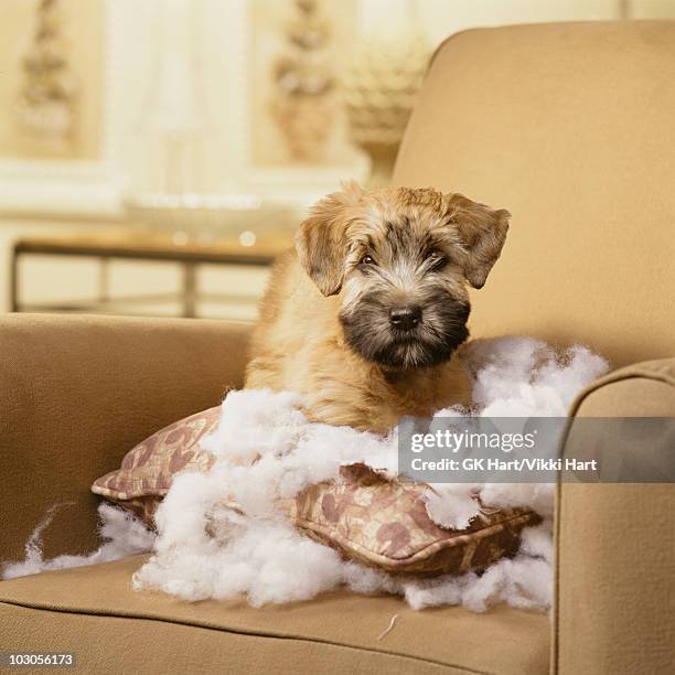 wheaton terrier puppy with torn pillow sitting in  - lampoon foto e immagini stock