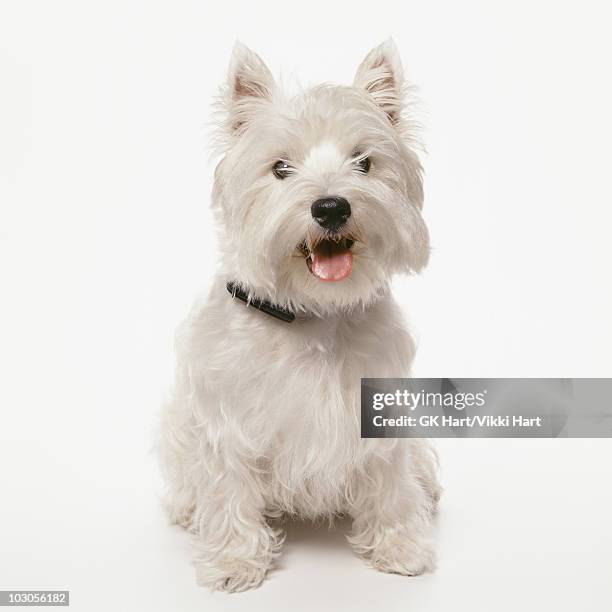 west highland terrier dog sitting on white backgro - rassehund stock-fotos und bilder