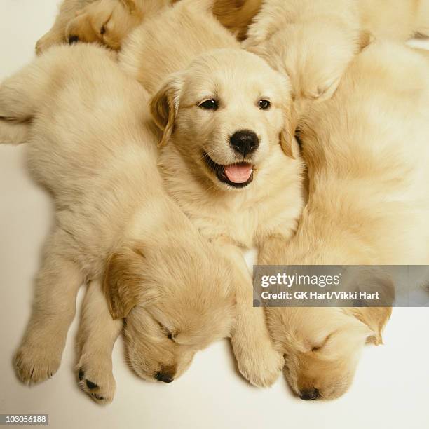 golden retriever puppies in a pile - middelgrote groep dieren stockfoto's en -beelden