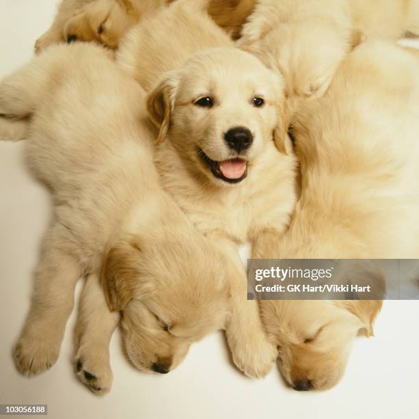 golden retriever puppies in a pile - medium group of animals stock pictures, royalty-free photos & images