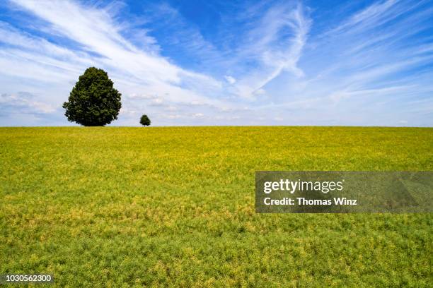 large and small tree in an agricultural field - sapling stock pictures, royalty-free photos & images