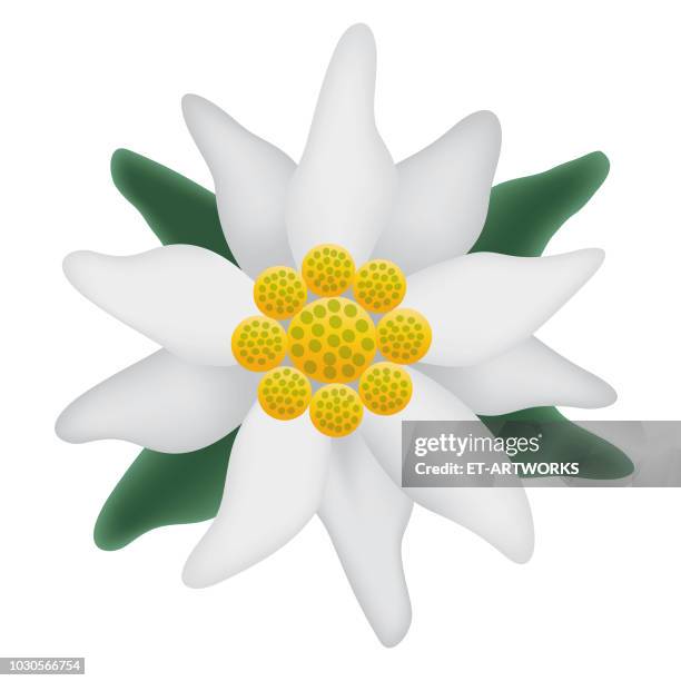 edelweiss flower symbol - edelweiss flower stock illustrations