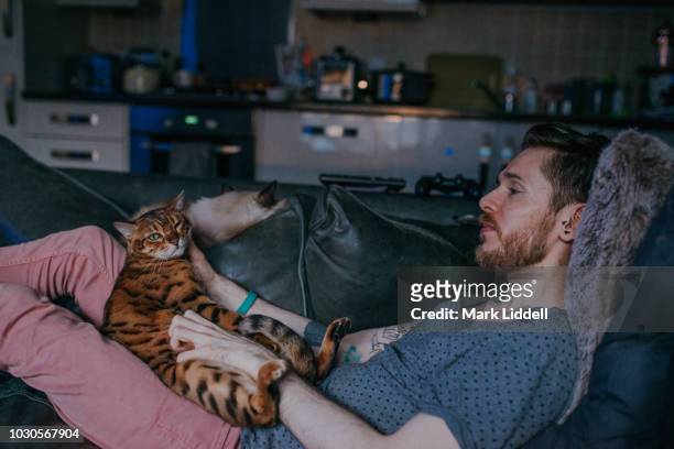 Beautiful Bengal cat lying upside down in her owner's lap being petted