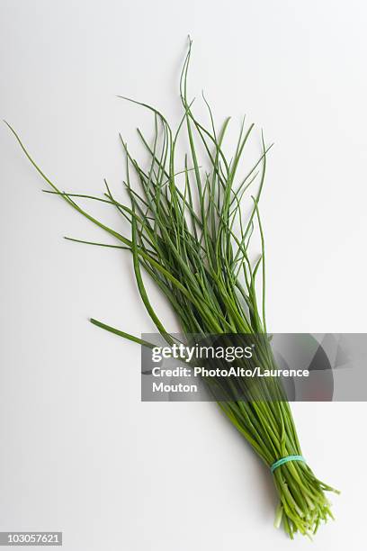 chives - cebolinho imagens e fotografias de stock