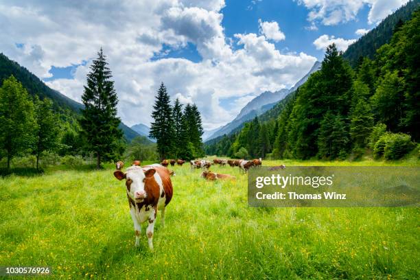 cows in the karwendel mountains looking at camera - cows grazing photos et images de collection