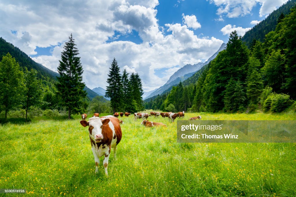 Cows in the Karwendel Mountains looking at camera