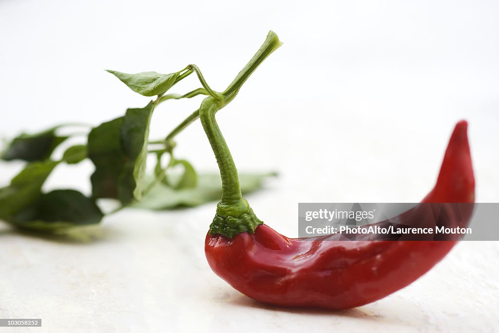 Chili pepper